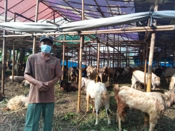 Penjualan Hewan Kurban Di Bandarlampung Tahun Ini Menurun 40 %